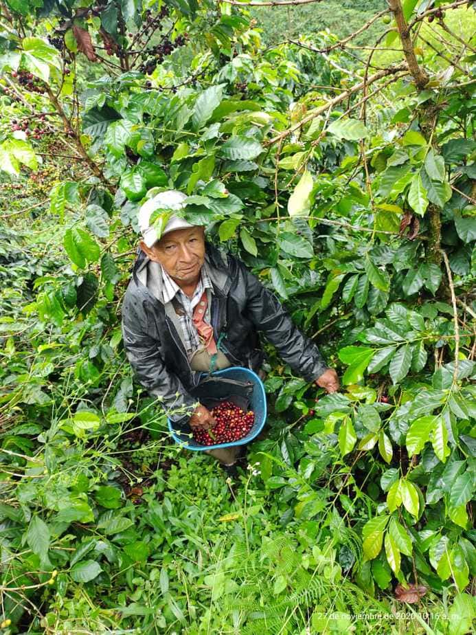 A Edwin y Artemio, el café se les está perdiendo