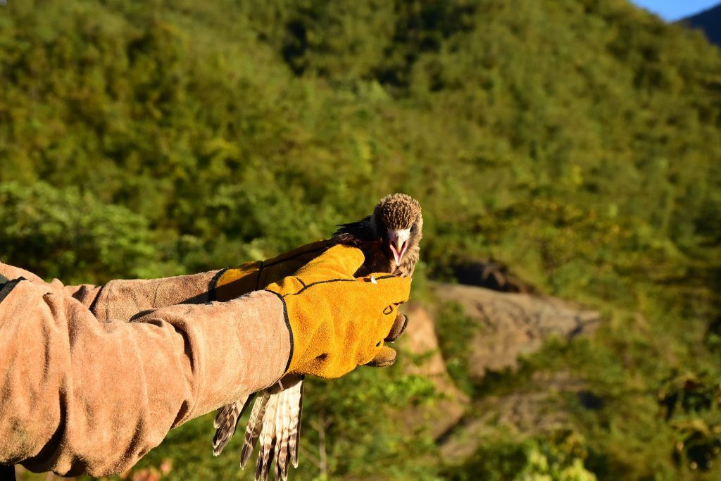 Los especímenes fueron liberados en el área amortiguadora del Parque Natural Regional Siberia Ceibas, en la localidad de Rivera.