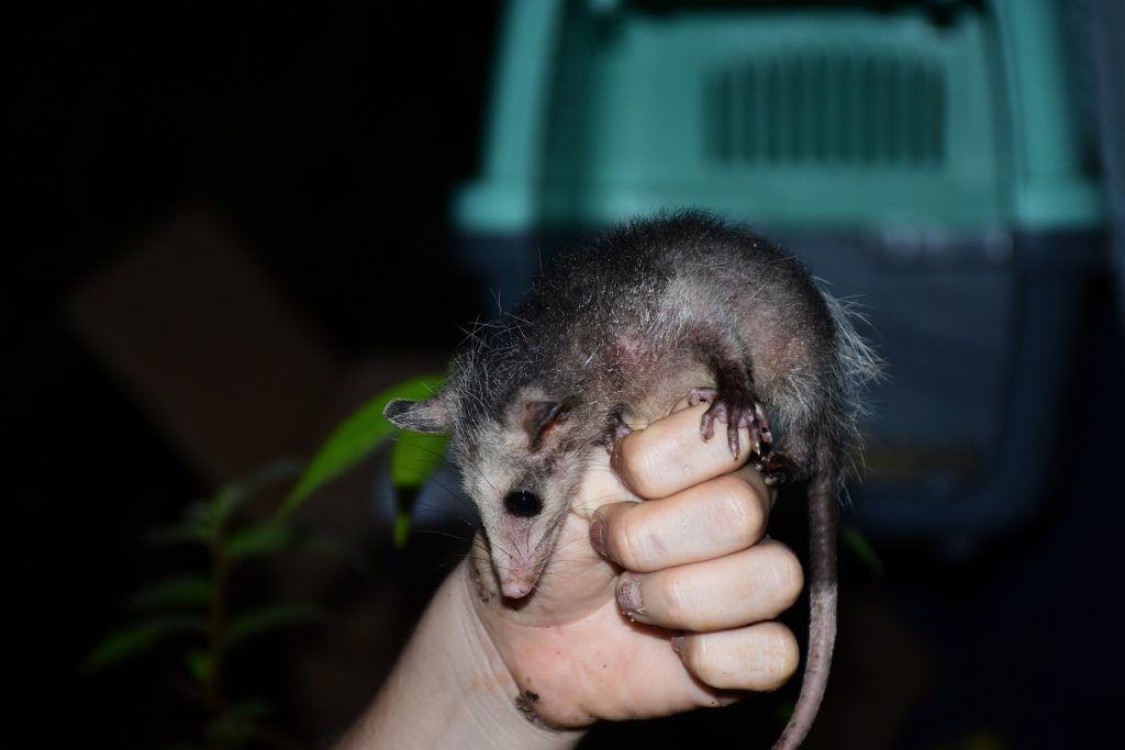 Los individuos de fauna silvestre ingresaron a la entidad gracias al apoyo interinstitucional de la Policía Ambiental.