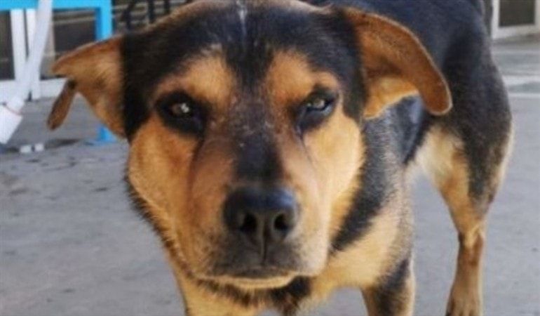 Canino espera a su amo que murió de Covid afuera del hospital