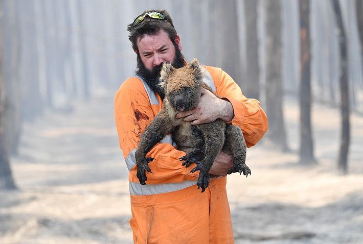 61.000 koalas fueron víctimas de incendios ocurridos en Australia