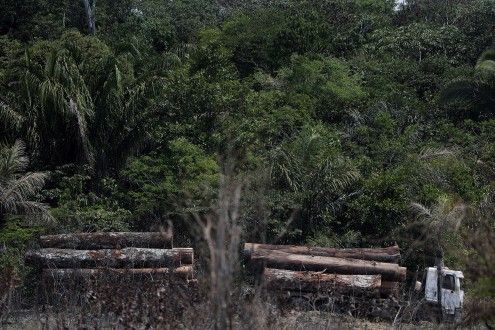 Brasil decomisa carga récord de madera talada ilegalmente en la Amazonía