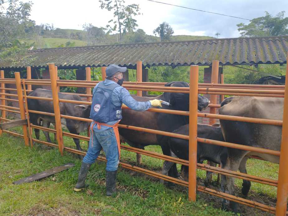 Cerca de 14,4 millones de bovinos han sido vacunados contra fiebre aftosa