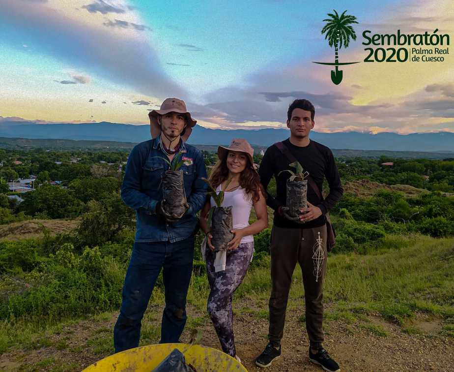 Aipe gestiona la recuperación de su árbol insigne: Palma Real de Cuesco