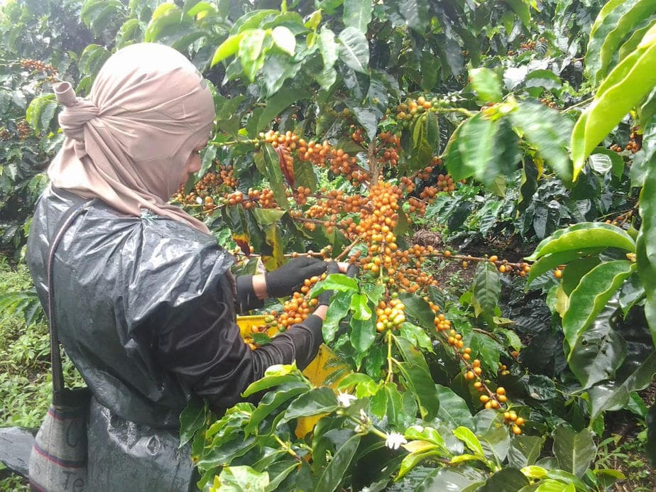 Concurso escogió las mejores tazas de café en el Huila