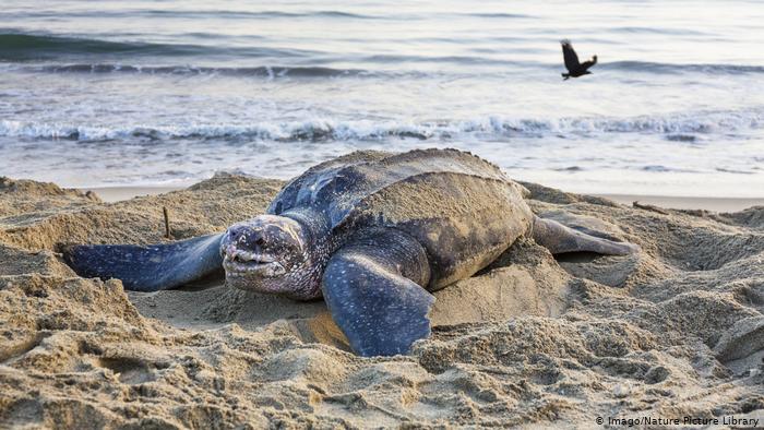 Hallan en Ecuador un nido de tortuga laúd, especie en riesgo de extinción