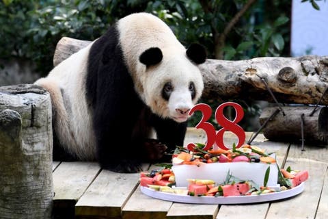 Murió el panda en cautividad más longevo del mundo