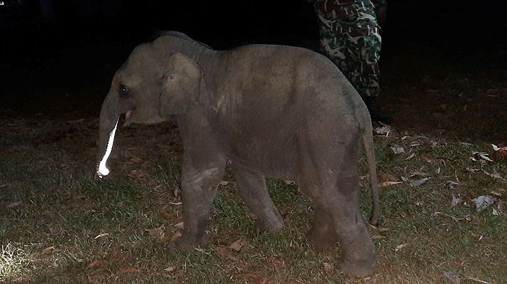 El paquidermo fue golpeado por una moto cuando cruzaba una carretera. El conductor también resultó herido, pero no de gravedad.
