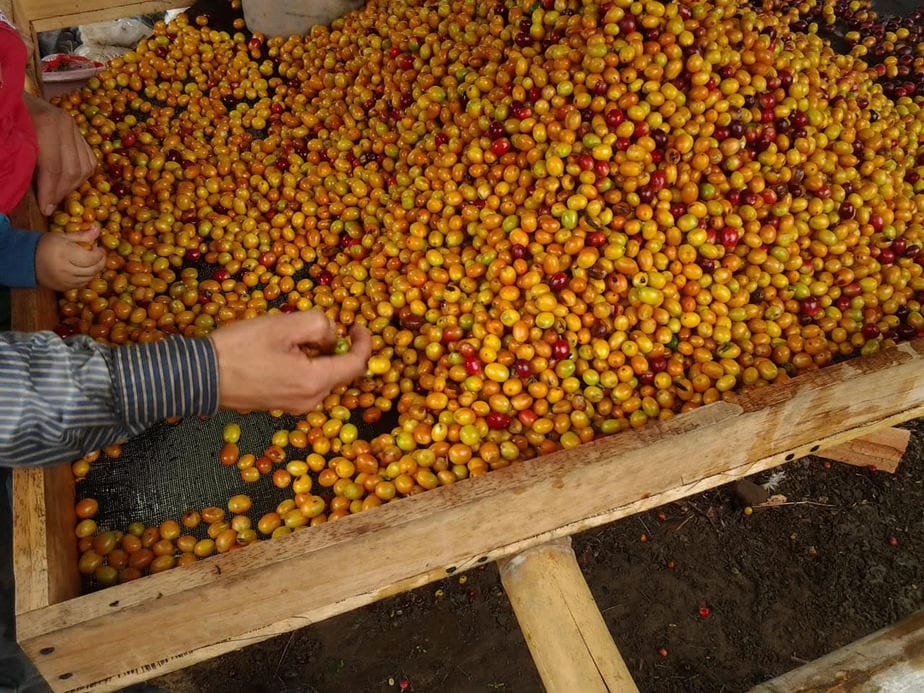 Nuevos beneficios para el sector agropecuario del Huila