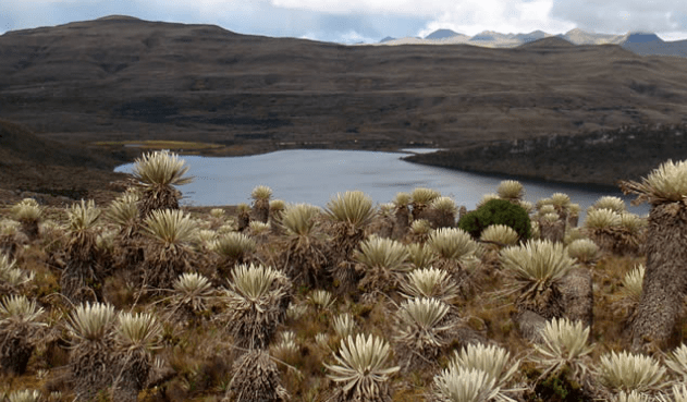 CONSTITUCIÓN ESTUDIARÁ PROYECTO DE PROHIBICIÓN DE MINERÍA EN PÁRAMOS