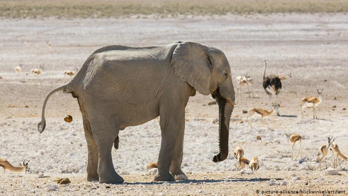 Namibia pone en venta 170 elefantes «de gran valor» debido a la sequía