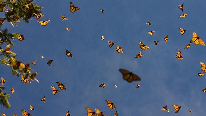 En EE. UU. mariposas monarcas no estarán lista de especies en peligro de extinción