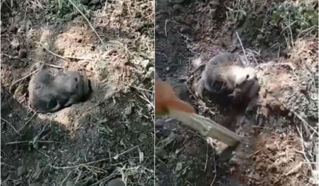 Rescatan a perro que fue enterrado vivo en Tolima