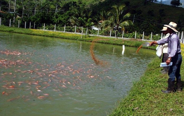 A buen ritmo avanza comercialización piscícola del Huila