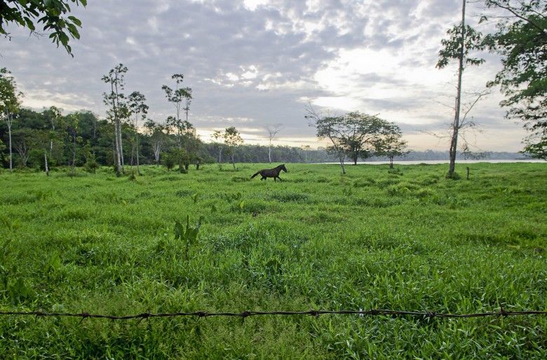 Imputan a a exsecretaria de agricultura de Caquetá por irregularidades en reforestación