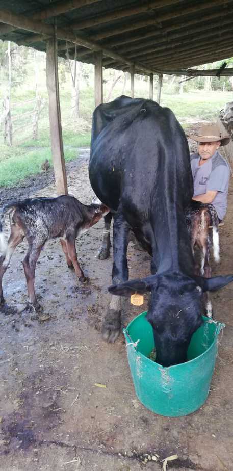 Fedegán alerta por importación masiva de productos lácteos a solo 4 días de 2021