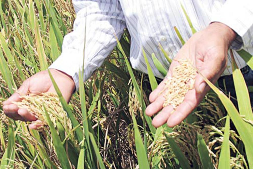 A sembrar con prudencia en 2021