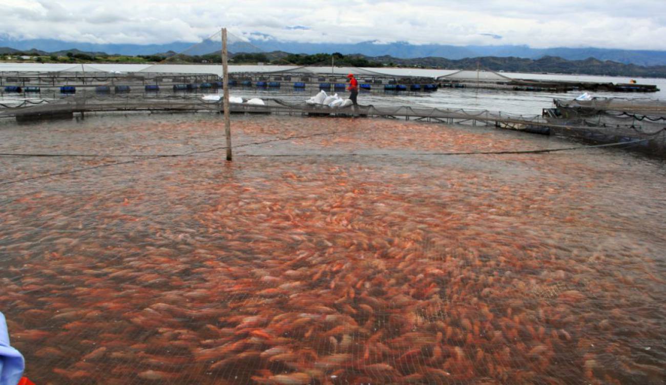 Cadenas de valor de tilapia en el Huila se beneficiarán de cooperación internacional