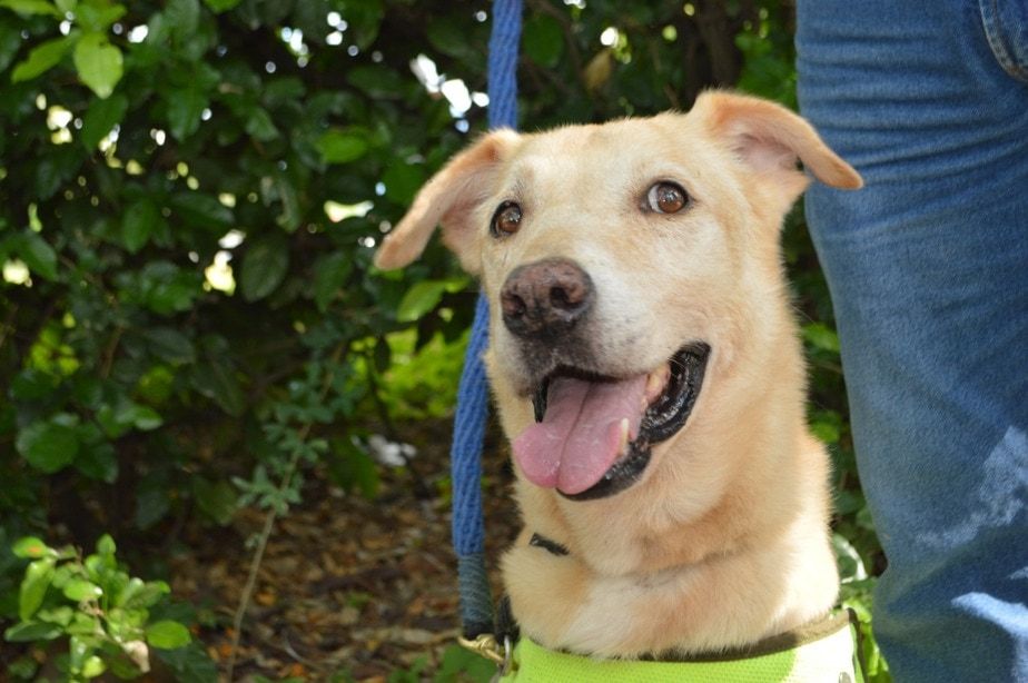 Policía de Neiva jubiló a Rino, el perro antiexplosivos