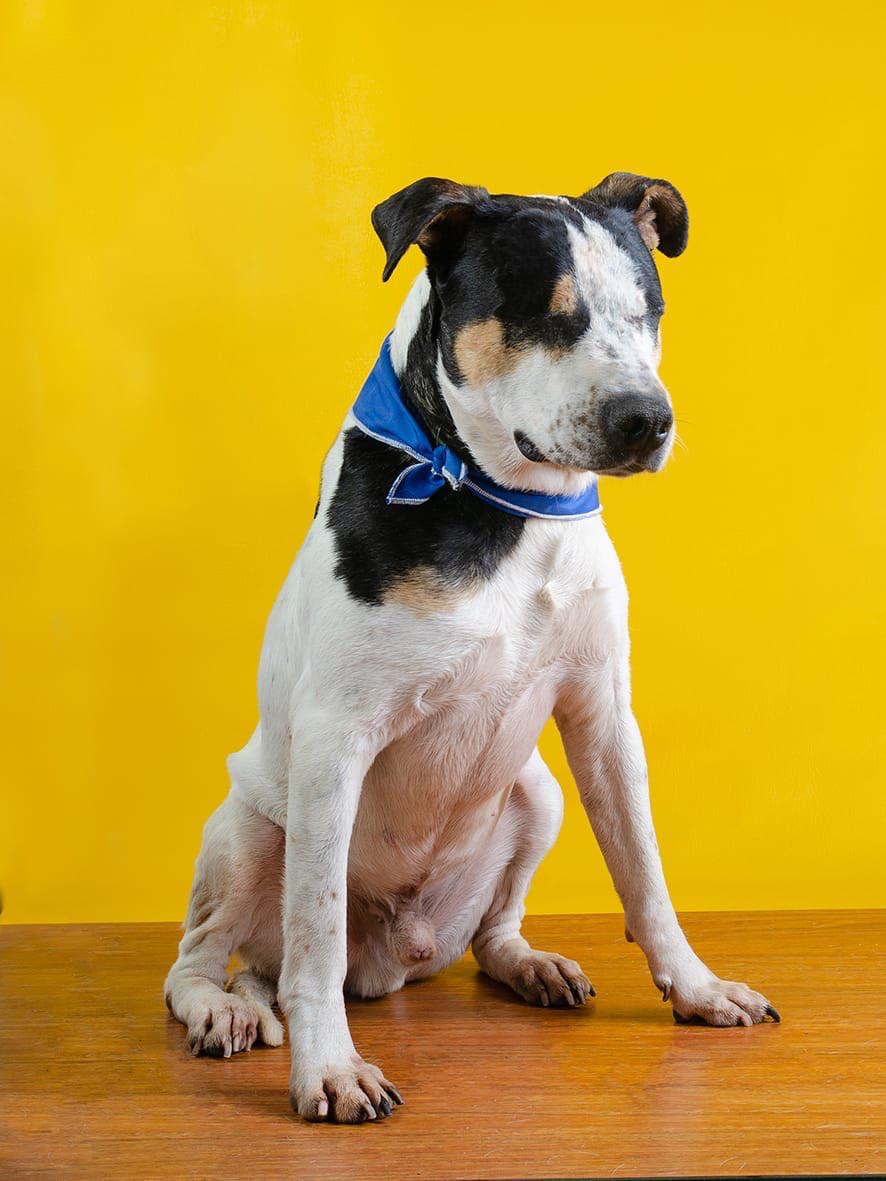 Condenado hombre que dejó ciego a canino en Zipaquirá