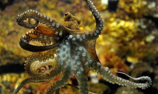 Pulpo de Mauritania en peligro por sobreexplotación