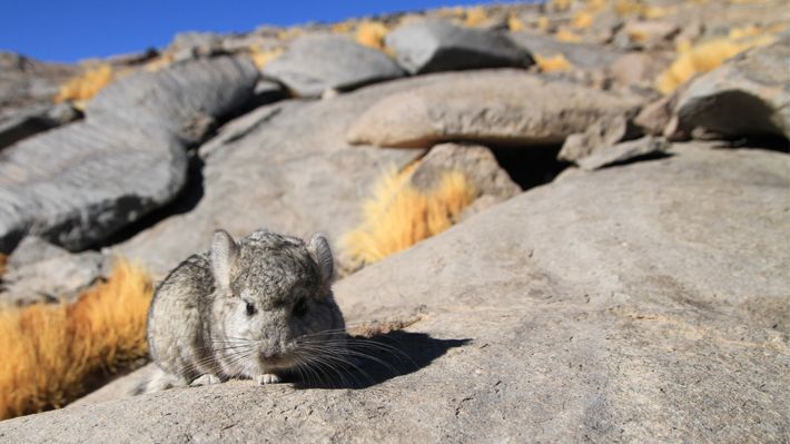 Hallan chinchillas de cola corta en Chile
