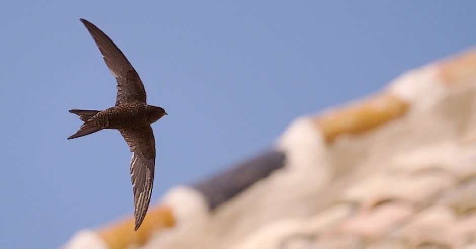 El vencejo común, ave del año 2021