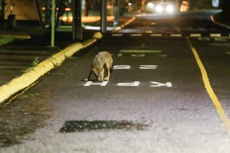 En Costa Rica, coyotes salen de su hábitat hacia zonas urbanas