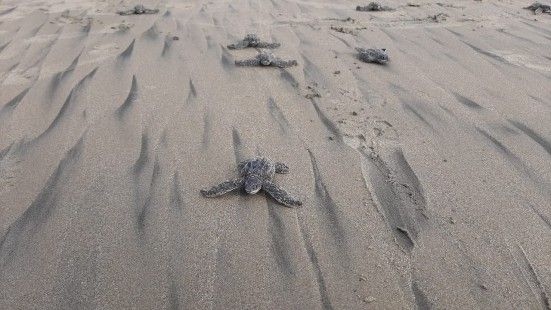 En Ecuador nacen las primeras tortugas laúd en cuatro décadas