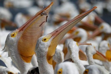Mueren 750 pelícanos en Senegal 