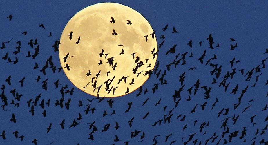 Cientos de pájaros murieron en Roma tras los fuegos artificiales de Año Nuevo