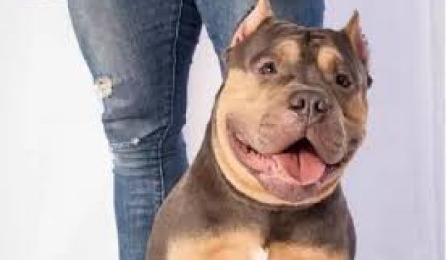 Aerolínea será investigada por muerte de un perro en la bodega