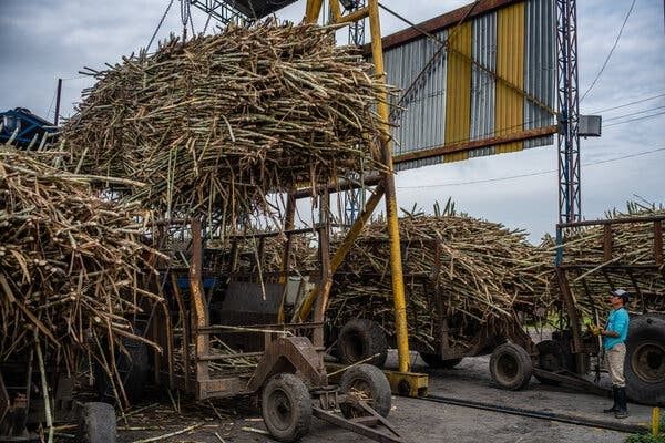 Caña camino a los trapiches