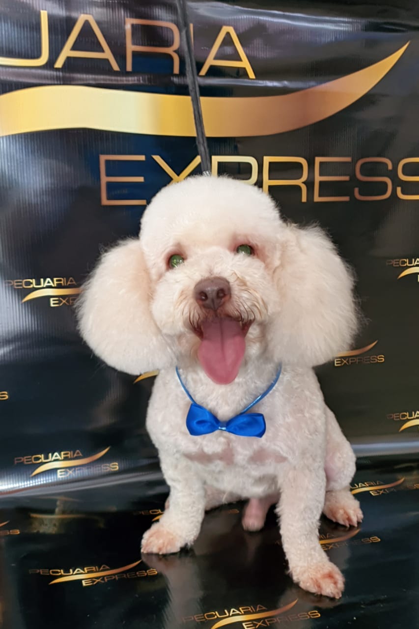 Muchas expectativas se tienen para el 2021 para lograr recuperar lo perdido.