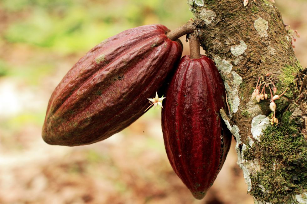 En cerca de 2.000 toneladas se incrementó la exportación en el país.