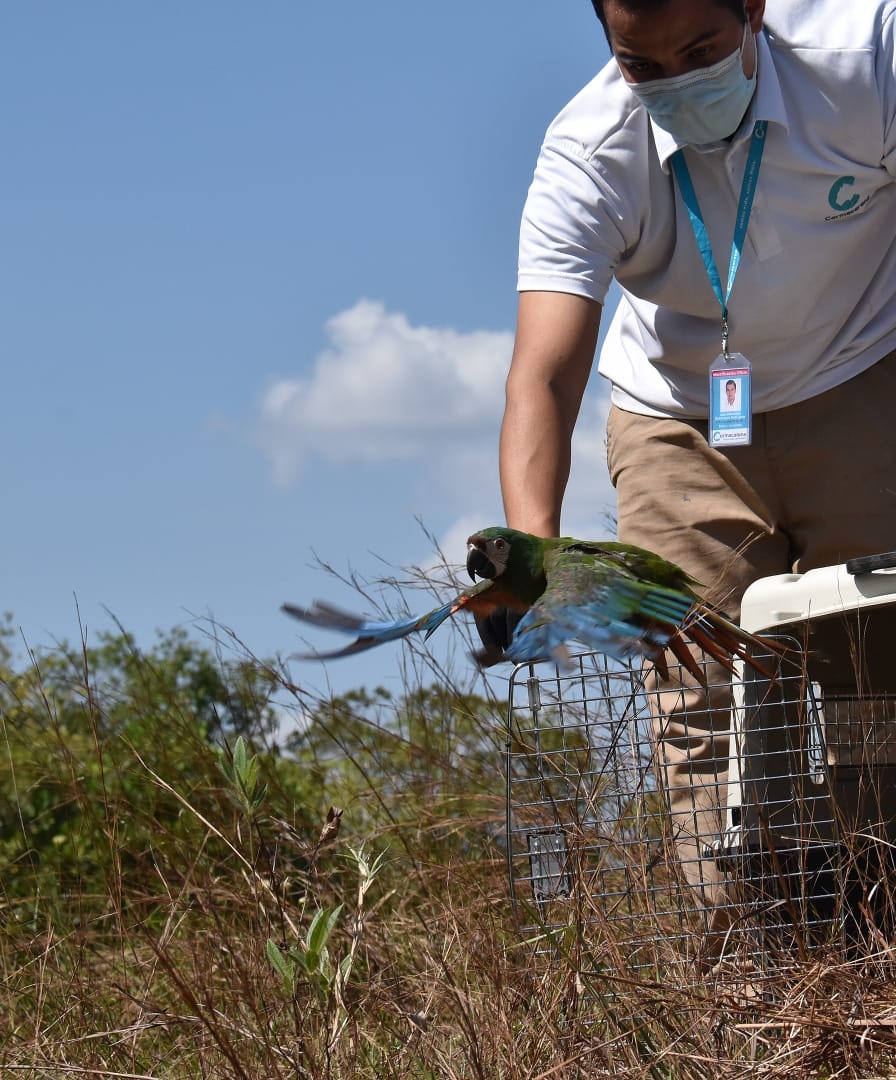 Especies fueron liberadas en la Reserva Natural Yurumí en Puerto López, Meta.