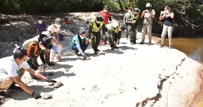 Autoridades se encargaron del rescate de estas especies