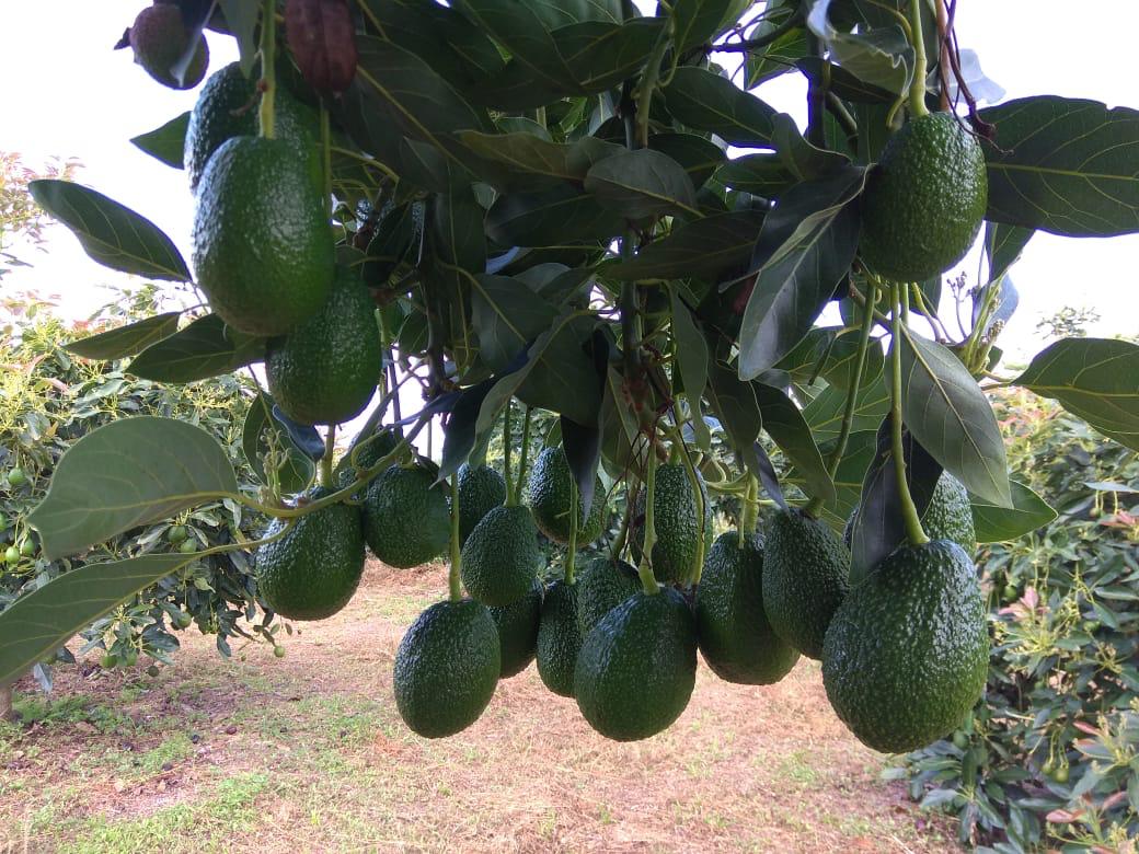 El Huila entra en el ‘boom’ del aguacate Hass