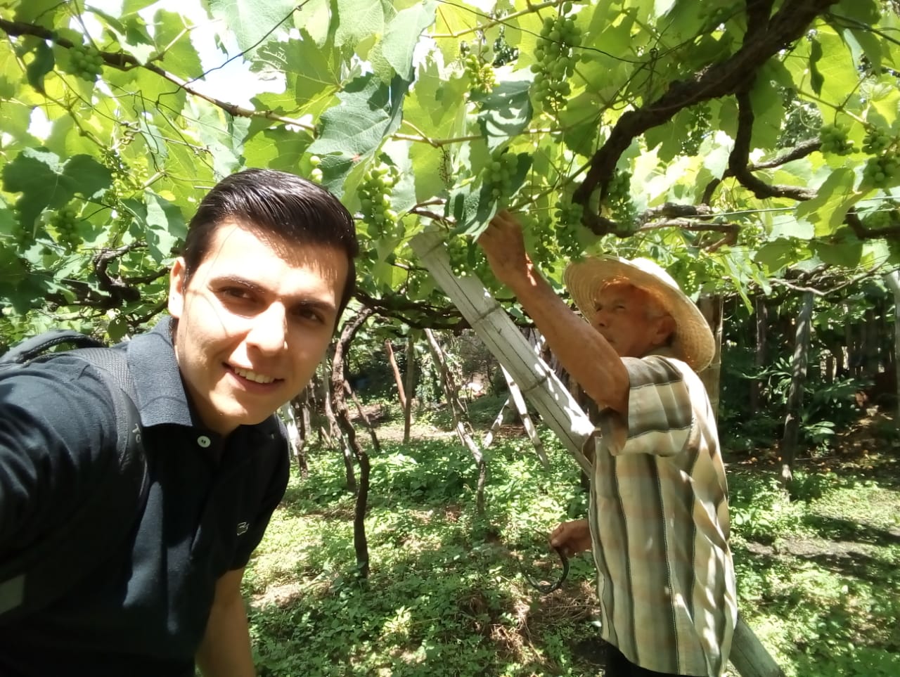 Uva Isabella, una fruta con oportunidades
