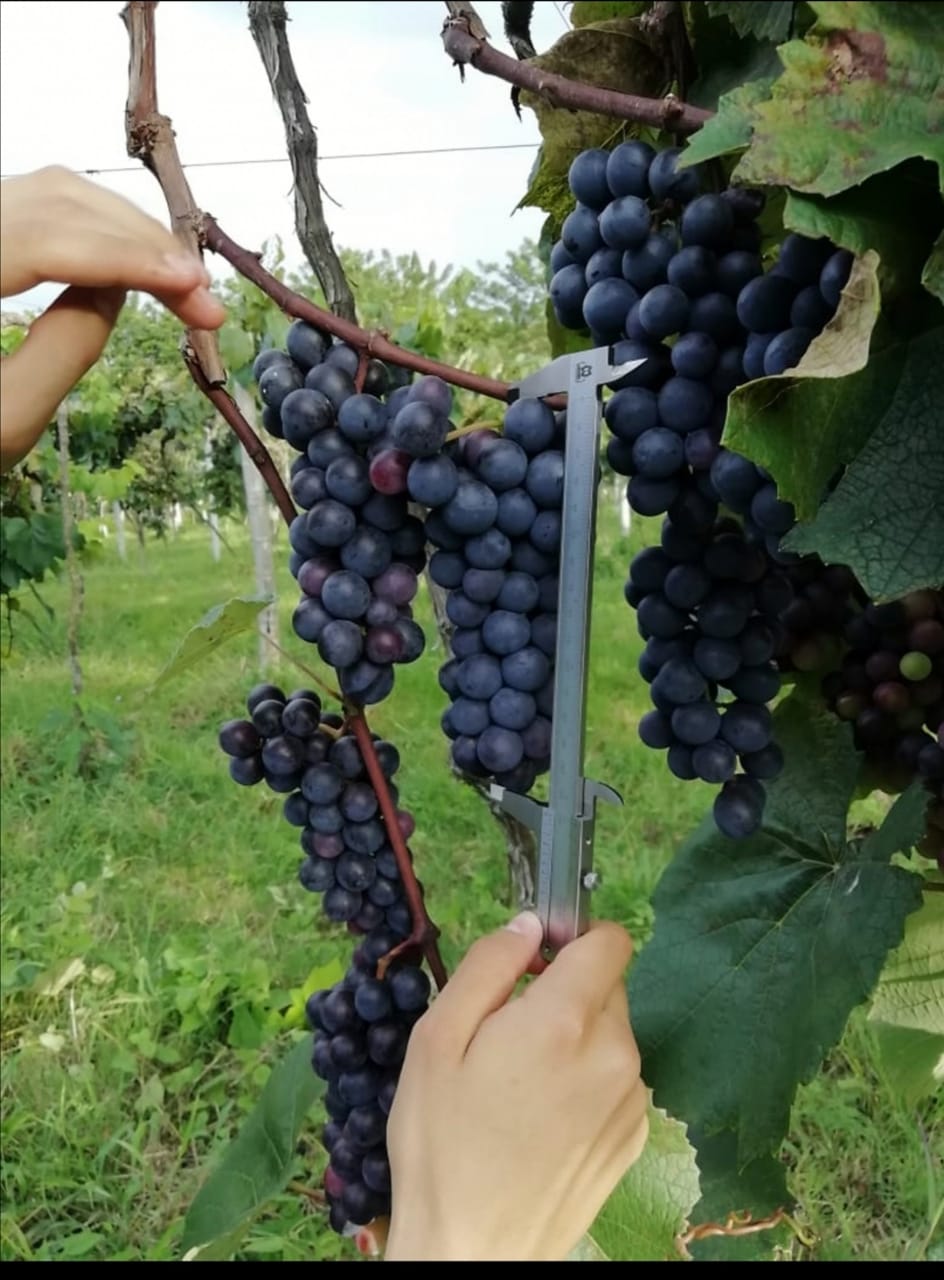 Uva Isabella, cultivada en el departamento del Huila, especialmente en el municipio de Tarqui.