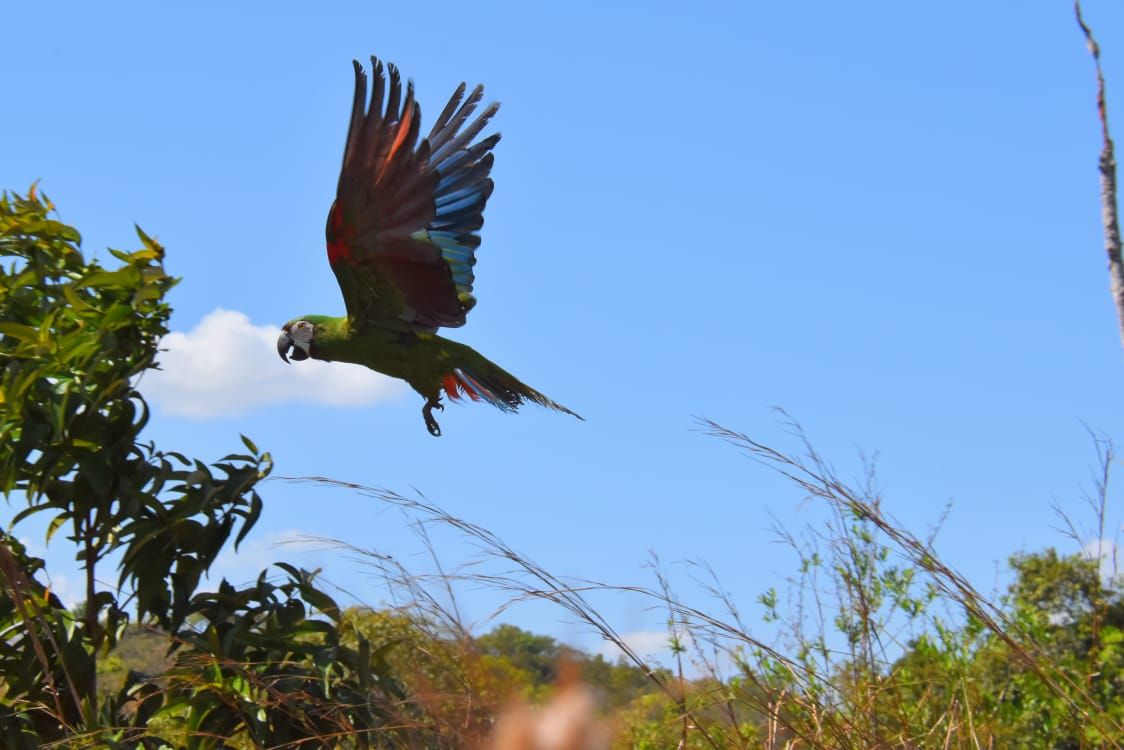 Especies silvestres rehabilitadas en el Huila regresan a su hábitat