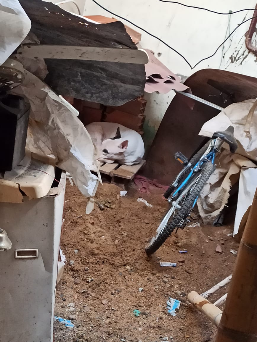 Canino fue rescatado por presunto maltrato animal en Granjas