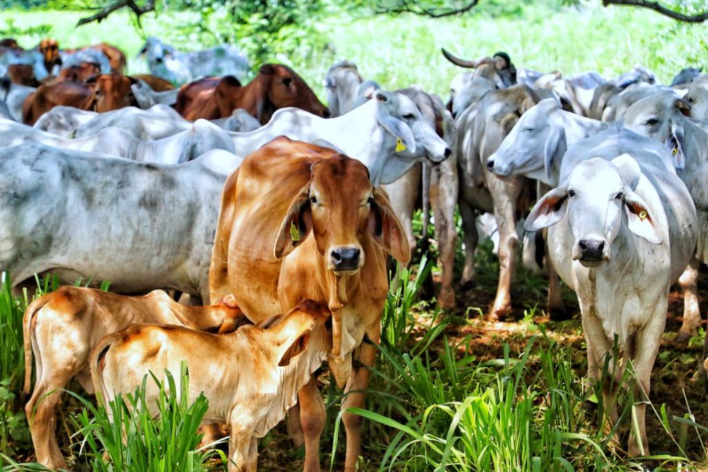Catar le abre sus puertas a la carne colombiana: Fedegán