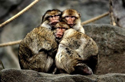 Hallan en Marruecos fósiles de dientes de macaco de hace 2,5 millones de años