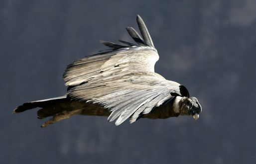 Buscan aclarar la muerte de 30 cóndores en Bolivia