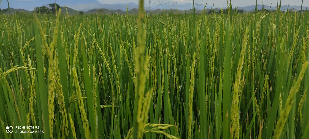 Según líderes del agro, los Tratados de Libre Comercio están generando una profunda crisis.