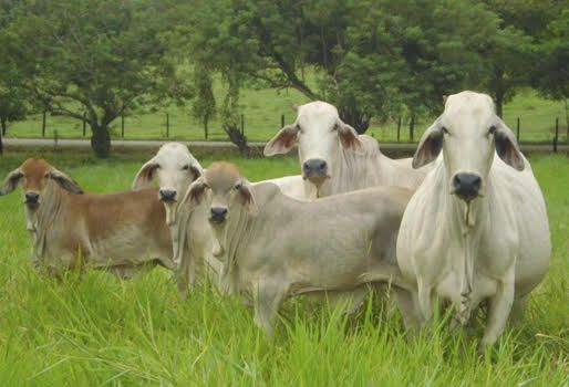 A pesar de la pandemia, creció el PIB ganadero, bovino y lechero en 2020