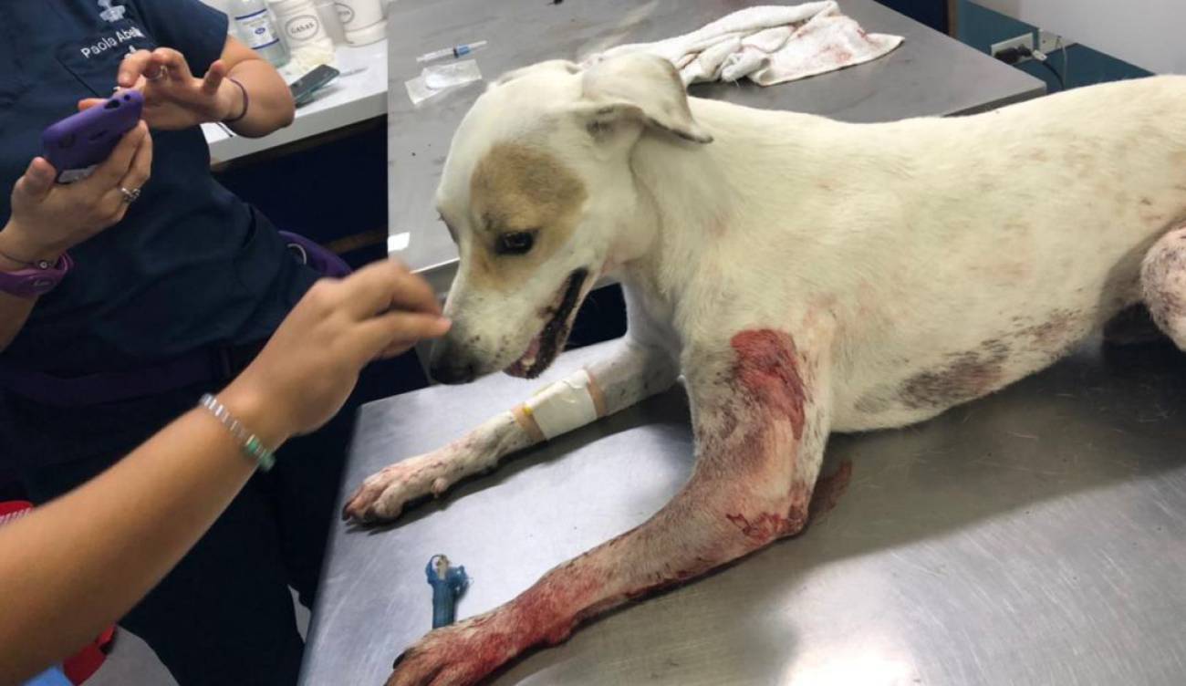 Fiscalía investiga caso de maltrato animal en Barranquilla