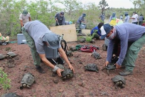 Liberan a 191 tortugas en una isla del archipiélago de Galápagos