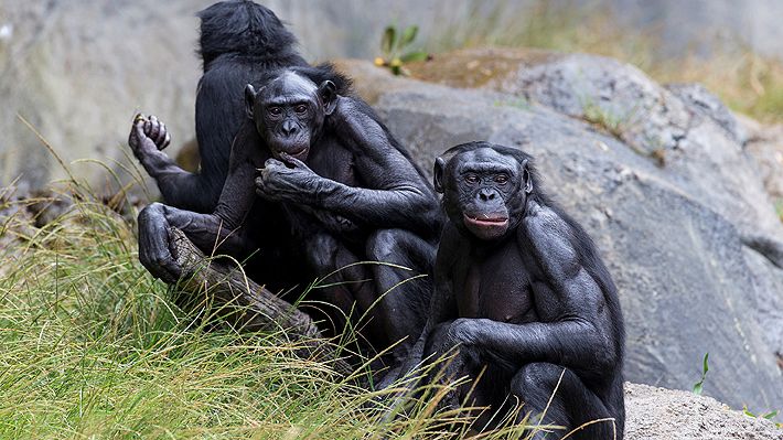 Nueve simios fueron inoculados con vacuna experimental contra el covid-19